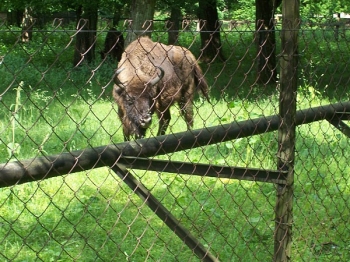 bialowieza15