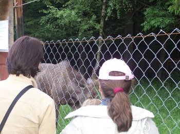 bialowieza16