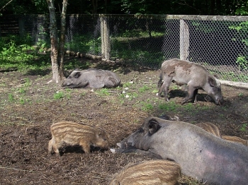 bialowieza18