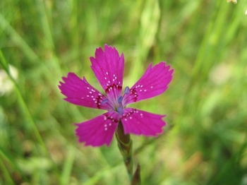 1bspk029