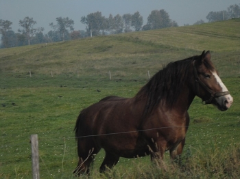zielszkol12