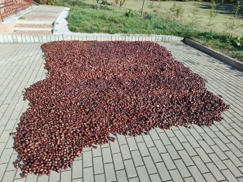 kasztany01
