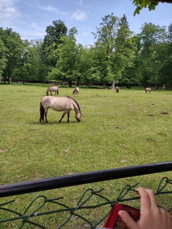bialowieza33