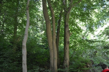 gniazda056
