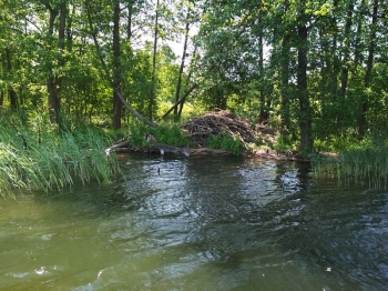 muzwig008