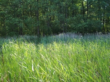 muzwig007