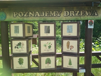 muzwig061