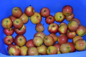 jablka02