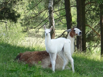 gizycko56