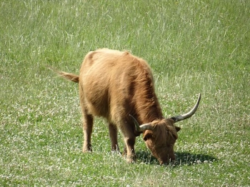 gizycko79