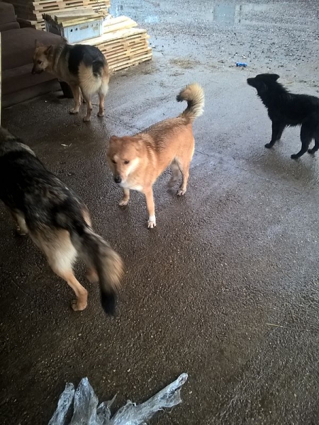 Udana akcja „Paczka dla psiaczka”