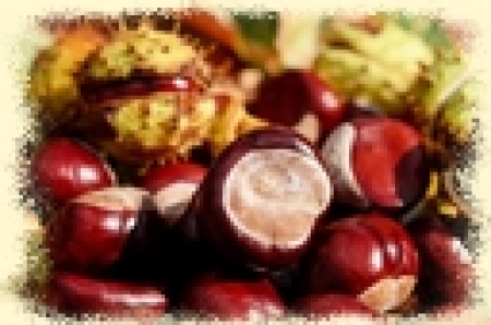 Akcja zbierania kasztanów