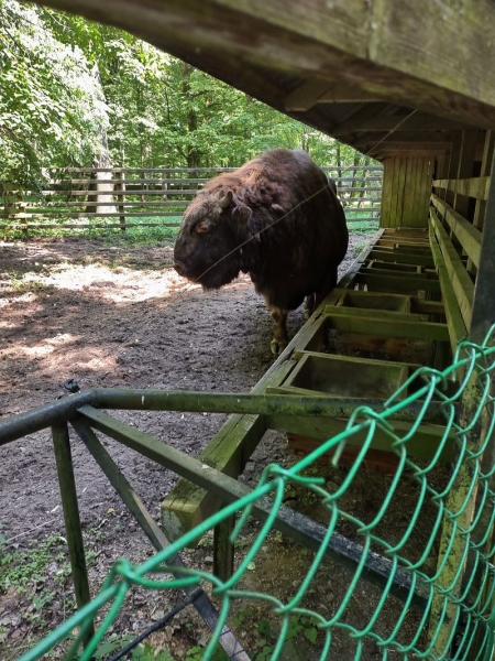 Wycieczka do Białowieży